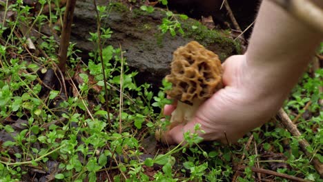 Morel-mushroom-hiding-in-forest-picked-by-male-white-hand,-handheld