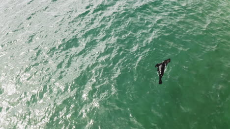 Cape-Fur-Seal-Swimming-In-The-Bright-Blue-Sea-In-Vleesbaai,-Western-Cape,-South-Africa---aerial-shot