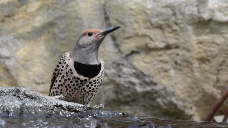Northern-Flicker-drinking-water-from-a-fountain