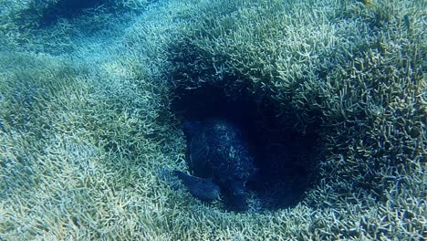 Eine-Schöne-Grüne-Schildkröte,-Die-In-Einem-Loch-Auf-Dem-Meeresboden-Bei-Den-Korallen-Schläft---Unter-Wasser