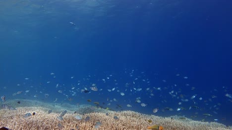 Escuela-De-Peces-Nadando-En-El-Arrecife-Bajo-El-Mar-Azul-Brillante---Tiro-Ancho