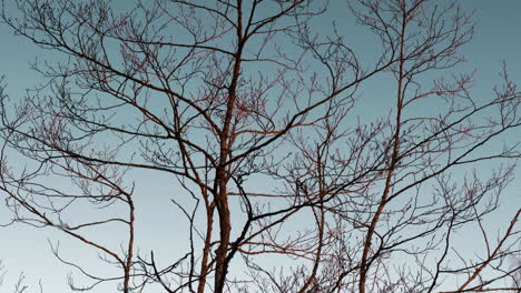 Blattloser-Frühlingsbaum-In-Noch-Ruhigem-Wasser,-Statischer-Abstrakter-Hintergrund