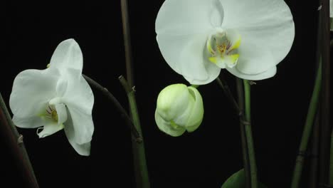 Schöne-Weiße-Orchideenblumenöffnung-Und-Blühender-Zeitraffer-Mit-Blütenblättern,-Die-Sich-Auf-Schwarzem-Brackground-öffnen