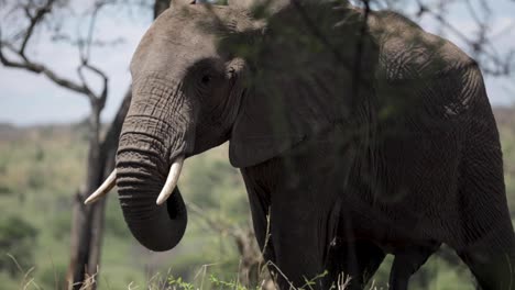 Nahaufnahme-Eines-Großen-Elefanten-Im-Wildpark,-Der-Gras-Auf-Der-Grünen-Wiese-Im-Nationalen-Safaripark-In-Der-Wunderschönen-Ländlichen-Dschungelnatur-Tansanias-Frisst-Parallaxe-50-Fps