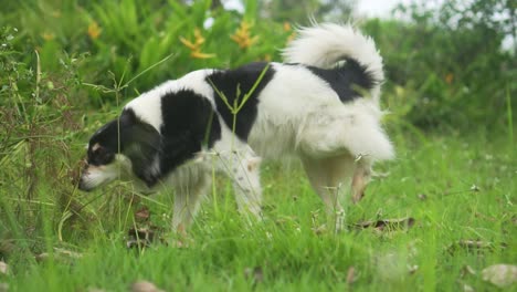 dog-sniffing-plants-in-the-grass.-Border-collie
