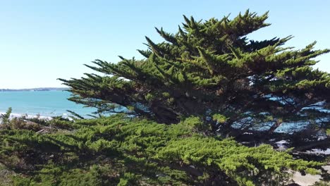 Toma-Aérea,-Toma-Ascendente-Detrás-De-Un-Gran-árbol-Hacia-Una-Hermosa-Playa-En-Un-Día-Soleado-En-Long-Bay,-Nueva-Zelanda