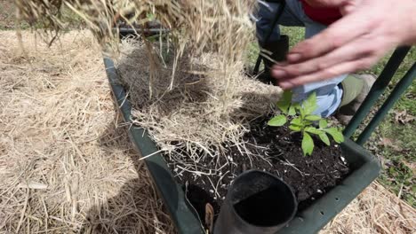 Adding-hay-as-mulch-to-protect-the-soil-in-container-garden