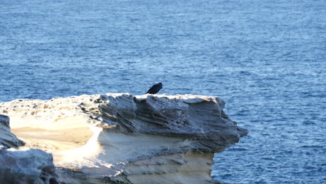 Gran-Cuervo-Negro-Sentado-En-Una-Roca-En-La-Costa-De-Kurnell,-Escena-De-Vida-Silvestre,-Pájaro