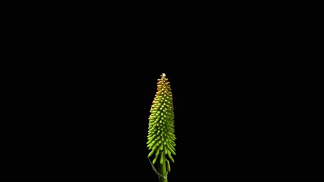 Kniphofia-or-red-hot-pocker-plant-flower-growing-and-moving-time-lapse-with-black-alpha-background