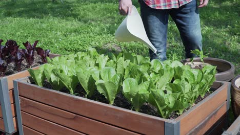 Cropped-image-farmer-hands-watering-pouring-water-on-green-lettuce-with-a-watering-can-copy-space-high-angle