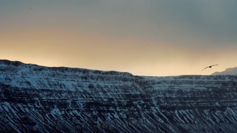 Vogel,-Der-Die-Schneebedeckte-Klippe-In-Den-Westfjorden,-Island,-An-Einem-Bewölkten-Wintertag-Fliegt---Kamerafahrt