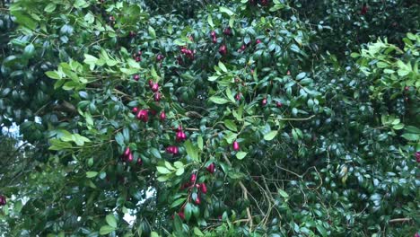 Red-berries-and-green-leaves-of-a-tree-being-blown-in-a-strong-wind-in-Auckland-New-Zealand