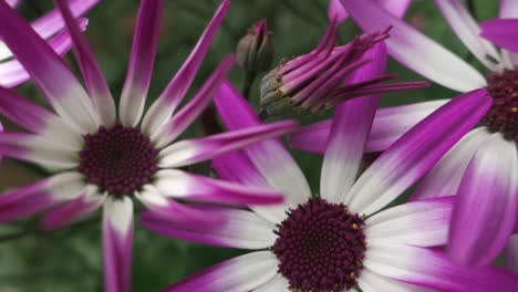 White-purple-summer-flowers,-extreme-close-up