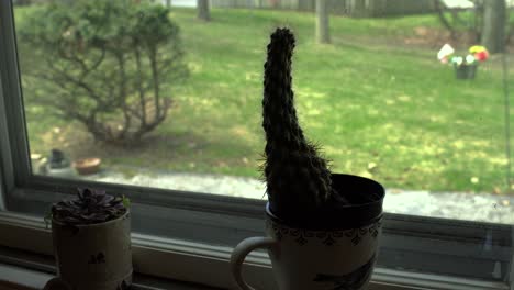 Ein-Kleiner-Kaktus-In-Einem-Topf-Auf-Einer-Fensterbank