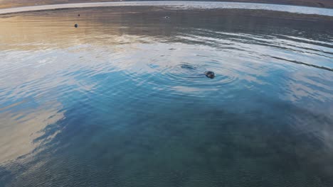Following-a-Curious-Seal-as-they-swim-and-splash-through-calm-ocean-ripply-water,-drone-aerial-in-Arctic-sea-Iceland