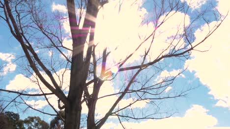 Sun-shining-between-branches-of-a-tree-without-leafs,-sunny-day,-lens-flare