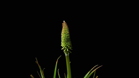 Timelapse-of-kniphofia-red-hot-poker-plant-growing-upward-and-moving,-isolated-from-black-alpha-background