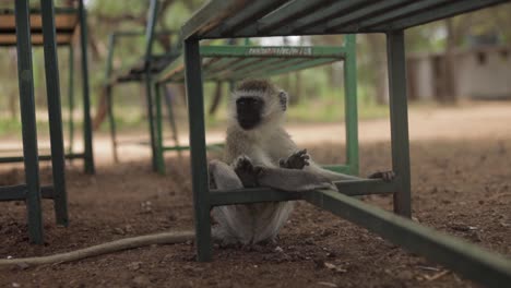 Little-monkey-in-the-wild-looks-around-curiously-under-a-bench-in-search-of-food-from-the-tourists-in-Africa-Tanzania-25-fps-slowmotion