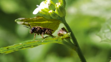 Bienenwespe-Extreme-Nahaufnahme,-Die-Sich-Auf-Blatt-Reinigt---Ontario-Kanada