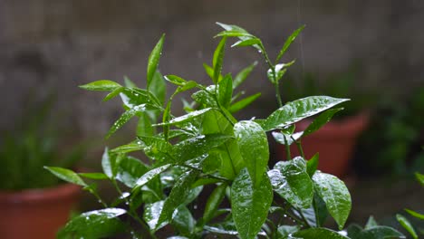 Fresh-leaves-of-citrus-washing-by-rain-droplets-on-agricultural-garden,-foliage-texture-in-motion