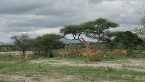 Tilt-pan-shot-following-a-giraffe-and-herd-of-deer-and-gazelles-wildlife-on-safari-holiday-adventure-in-bush-rural-savannah-desert-nature-of-Tanzania