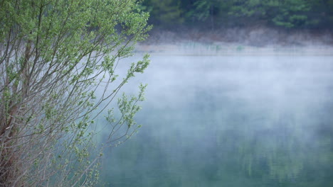Early-morning-fog-moves-across-calm-still-waters-by-green-tree-in-foreground,-static