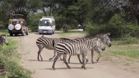 Herd-group-of-zebras-crossing-the-sand-dirt-road-in-a-safari-wildlife-park-tourist-watching-in-jeeps-and-off-road-vehicles-and-busses-looking-at-the-animals-adventure