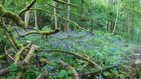 Forest-woods-with-bluebells,-tree-trunks-and-roots-covered-in-moss