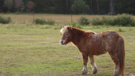 Pequeño-Pony-Marrón-Parado-En-Un-Campo-Verde,-Día-Soleado