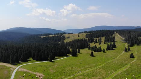 Sheep-grazing-by-Forest-trails-in-Rogla-Slovenia-during-springtime-season-in-the-Julian-Alps,-Aerial-flyover-shot