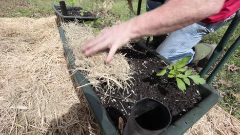 planting-tomatoes-in-a-container