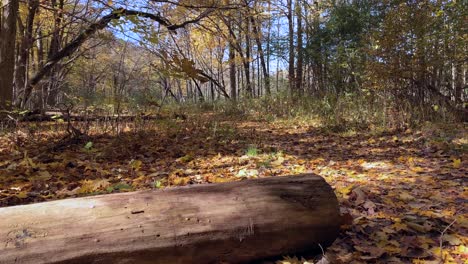 Beautiful-sunny-day-in-the-forest-on-an-autumn-day-with-a-fallen-log,-no-person