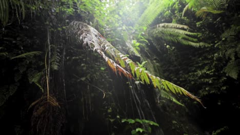 Una-Toma-Inclinada-De-Un-Helecho-En-Una-Selva-Tropical-Bajo-Una-Cascada-Durante-La-Temporada-De-Lluvias-En-La-Selva-Tropical-De-Tanzania-Rodeada-De-árboles-Y-Plantas-Verdes