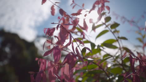 Pink-and-green-leaves-on-branch-with-sunlight-shining-from-behind
