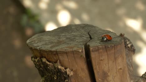 Pretty-Ladybird-Slowly-Moving-Atop-Cutted-Wood-Log,-Sun-Rays-Bakground