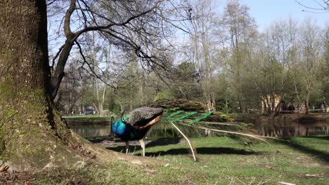 Ruhiger-Park-Mit-Schönem-Pfauenvogel,-Der-Gras-Auf-Einer-Wiese-In-Der-Nähe-Von-Wasserkanal-Und-Alten-Bäumen-Frisst
