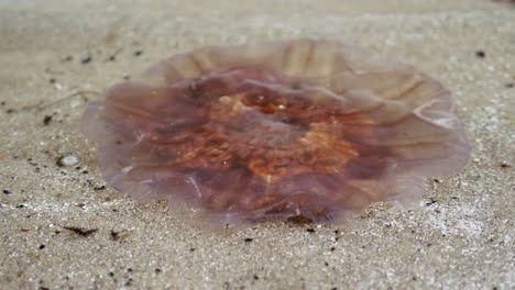 Big--jellyfish-floating-in-the-water