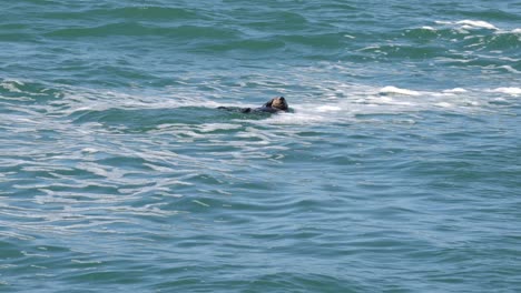 Adorable-Nutria-Marina-Adulta-Nadando-Y-Frotando-Su-Cuerpo-Para-Mantenerse-Caliente-En-La-Bahía-De-Monterey,-California
