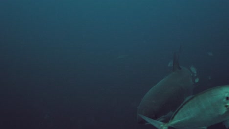 Gran-Tiburón-Blanco-Carcharodon-Carcharias-Islas-Neptuno-Sur-De-Australia-Cámara-Lenta-4k