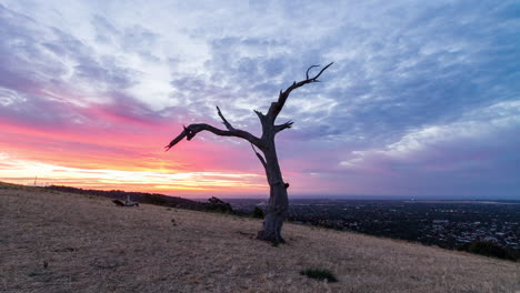 Time-lapse-of-colourful-sunset-clouds-over-a-lone-old-hillside-tree-as-suburban-lights-come-on-in-Adelaide,-South-Australia
