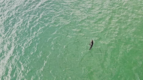 Cape-Fur-Seal-Swimming-On-The-Bright-Blue-Sea-In-Vleesbaai,-Western-Cape,-South-Africa---aerial-shot