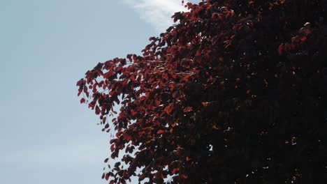 Mature-copper-beech-tree-against-blue-sky
