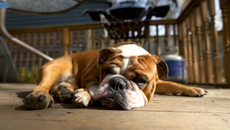 Nahaufnahme-Englisches-Bulldoggenporträt,-Das-Im-Sommer-Im-Freien-Schläft