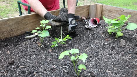 Planting-vegetables-in-a-raised-bed-garden