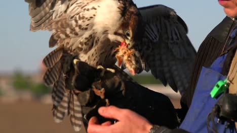 Experienced-falconer-feeding-his-Saker-Falcon,-practicing-falconry,-sunny-day
