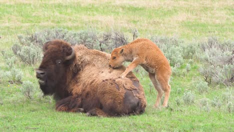 bison-calf-jumping-on-mother's-back-at-yellowstone-national-park-in-wyoming