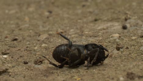 Schwarze-Käfer-Rollen-Sich-Auf-Den-Rücken-Und-Sterben