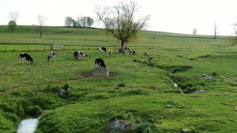 Cattle-cows-grazing-in-green-grassy-meadow,-small-stream-cuts-through-pasture