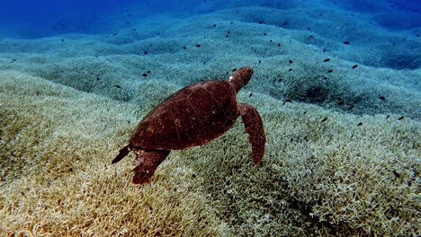 Tortugas-Marinas-Verdes-En-El-Arrecife-Con-Peces-Pequeños-Nadando---Plano-Medio
