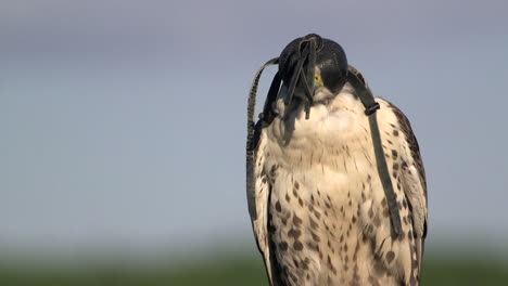 Saker-Falcon-wearing-leather-hood-to-keep-bird-calm-during-manning-process